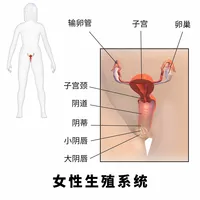 女性内生殖器图示